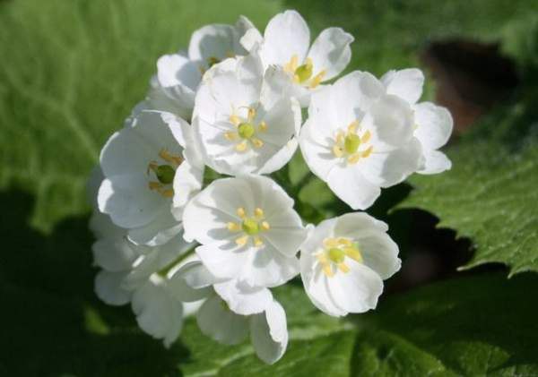      (Diphylleia grayi)  .    ... - 6