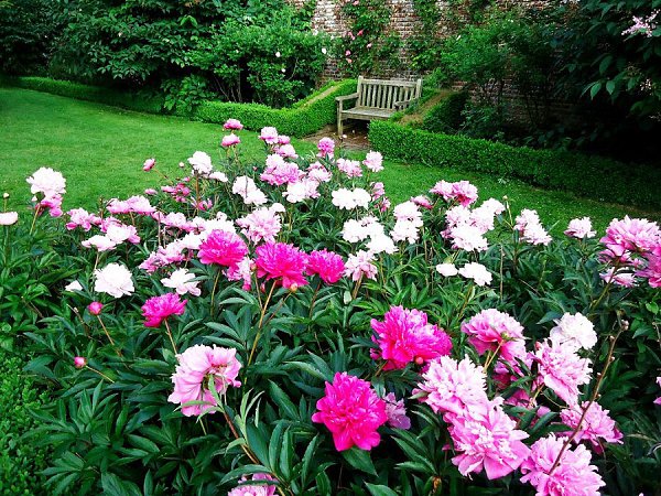 ���� �������� ���������(Penshurst Place & Gardens)����,��������������. ��� �������� ����������� ... - 12