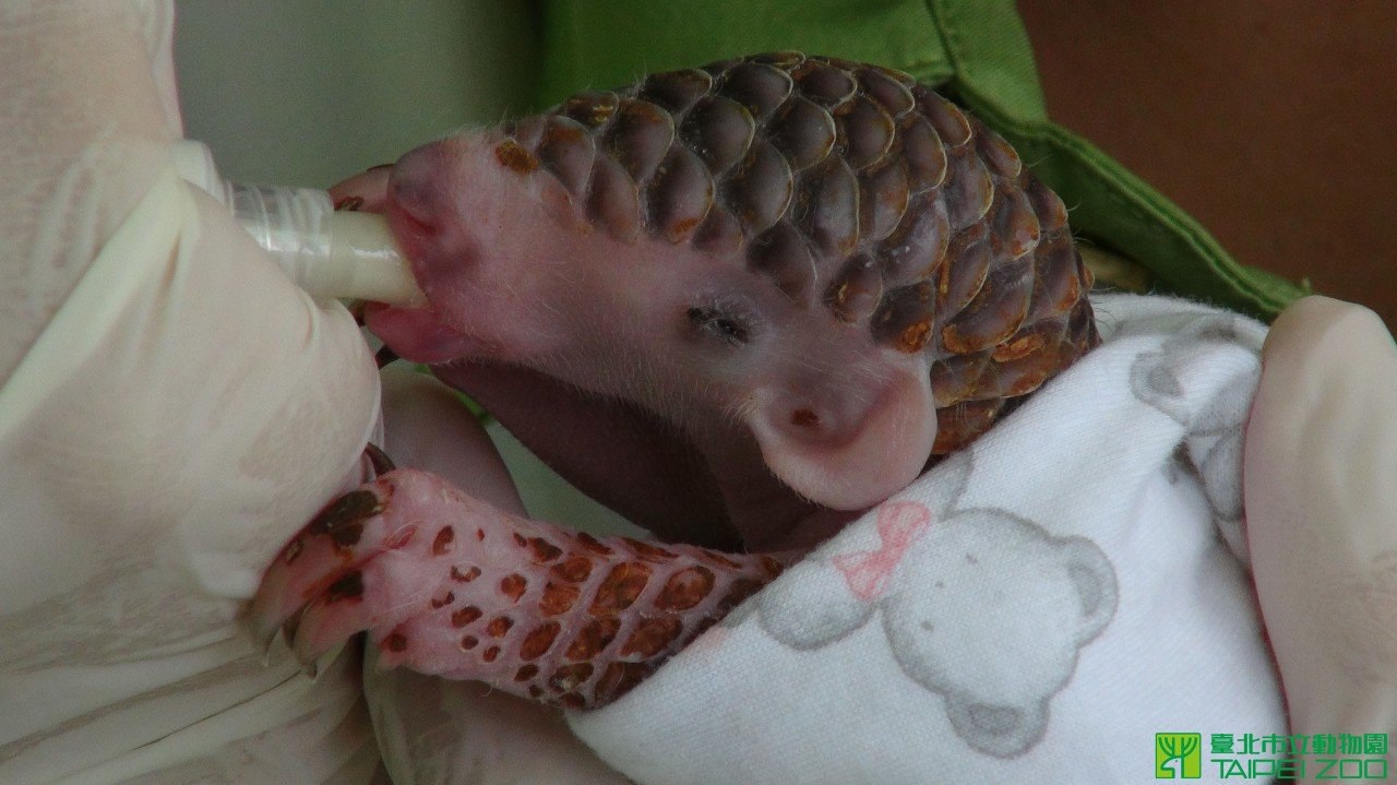      . Taipei Zoo,    (), ...