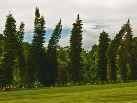 Королевский Ботанический Сад (Royal Botanical Garden) в Перадении один из лучших в Азии. Созданный в ... - 7
