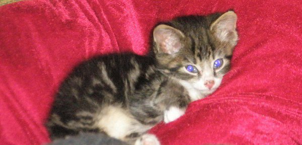 #Безкота_добро.Декабрь, 5 лет назад. Морозы были очень сильные,до -30. На лестничной площадке стоял ... - 3