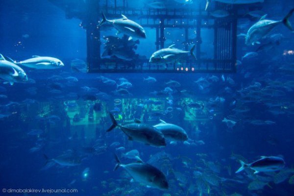   .Dubai Mall   - ,   ... - 3