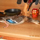 ���� �����, ������, 65 ��� - ��������� 10 �������� 2016 � ������ ������