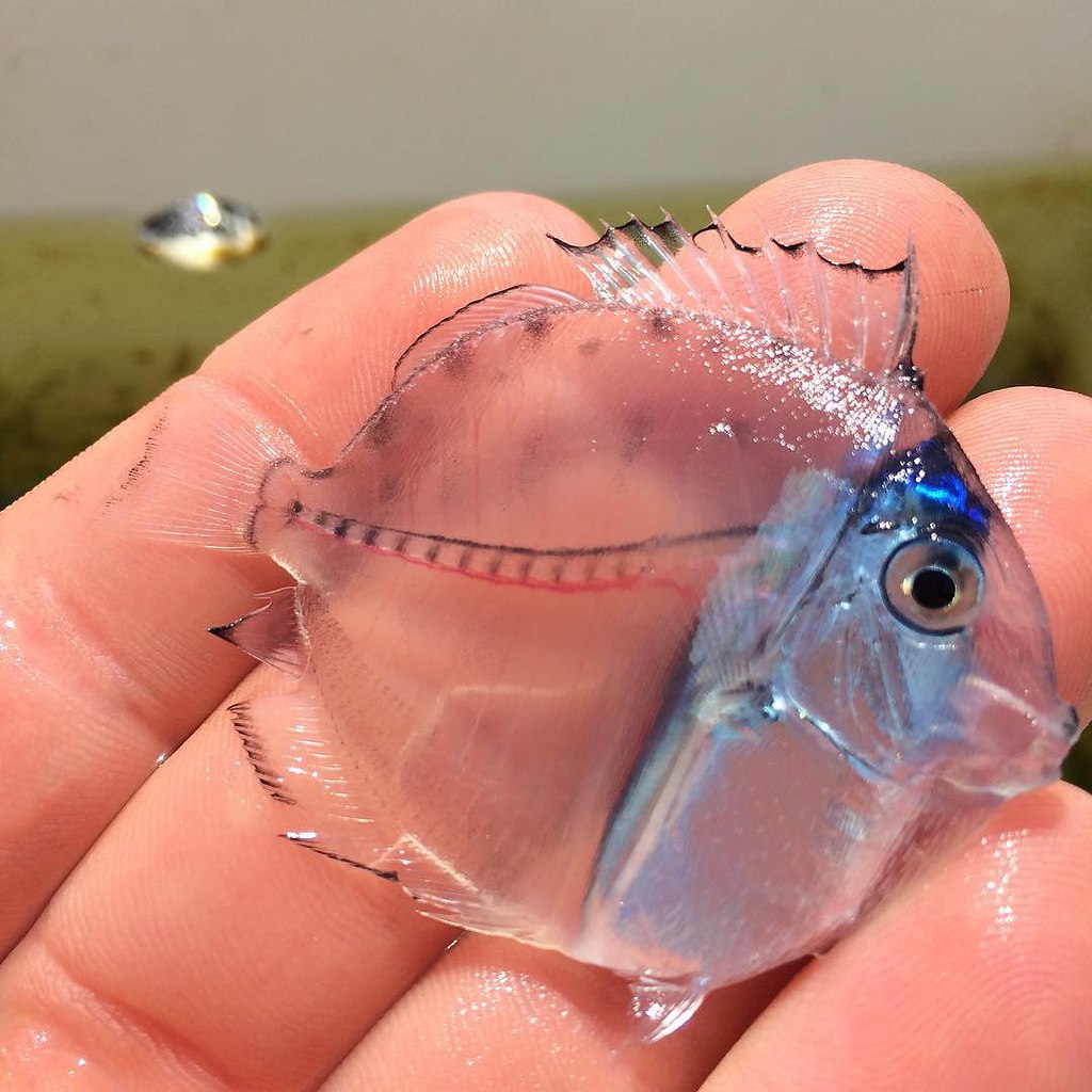   Micro Tang.: Kevin Mattson