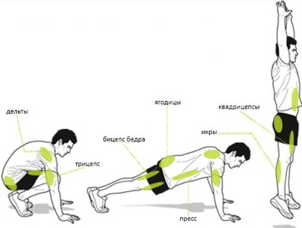 .. . Burpee.  . (, burpee)     ...