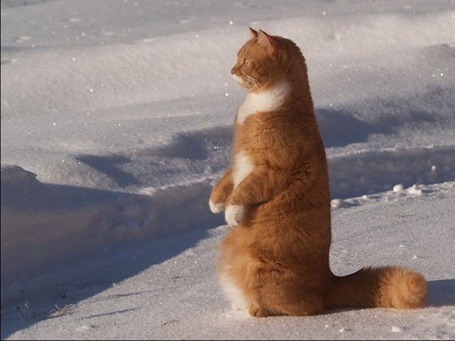      ?! - 4