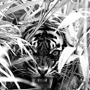  Alex, --, 63  -  15  2016    