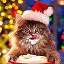 ���� �������, �����-���������, 53 ���� - ��������� 4 ������ 2017 � ������ ���� ����������