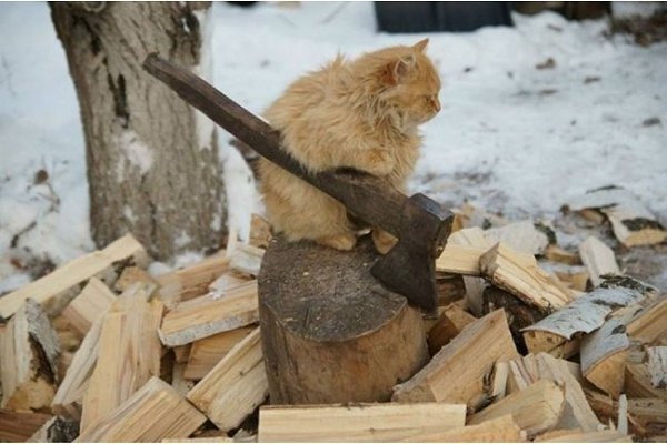 10 фотографий котов, сделанных в самый нужный момент. - 3