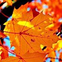 ���� ��������, ������, 56 ��� - ��������� 12 ������� 2016 � ������ �������