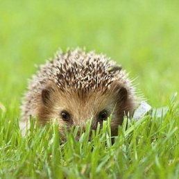 ����, �������