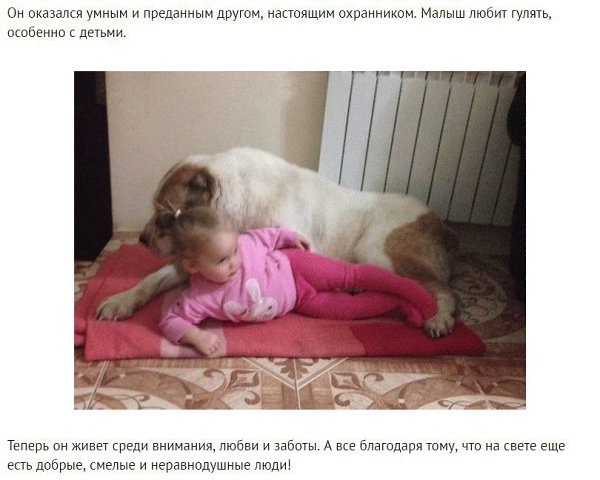Он просто лежал и умирал. Но нашлась одна неравнодушная женщина. - 5