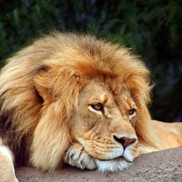 ���� Curiousleo, ���, 47 ��� - ��������� 5 ������� 2016