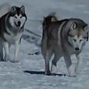 ���� ����, ����������, 48 ��� - ��������� 13 ����� 2017 � ������ ���� ����������