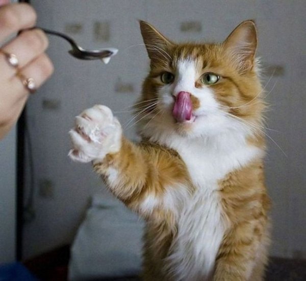 10 фотографий котов, сделанных в самый нужный момент.