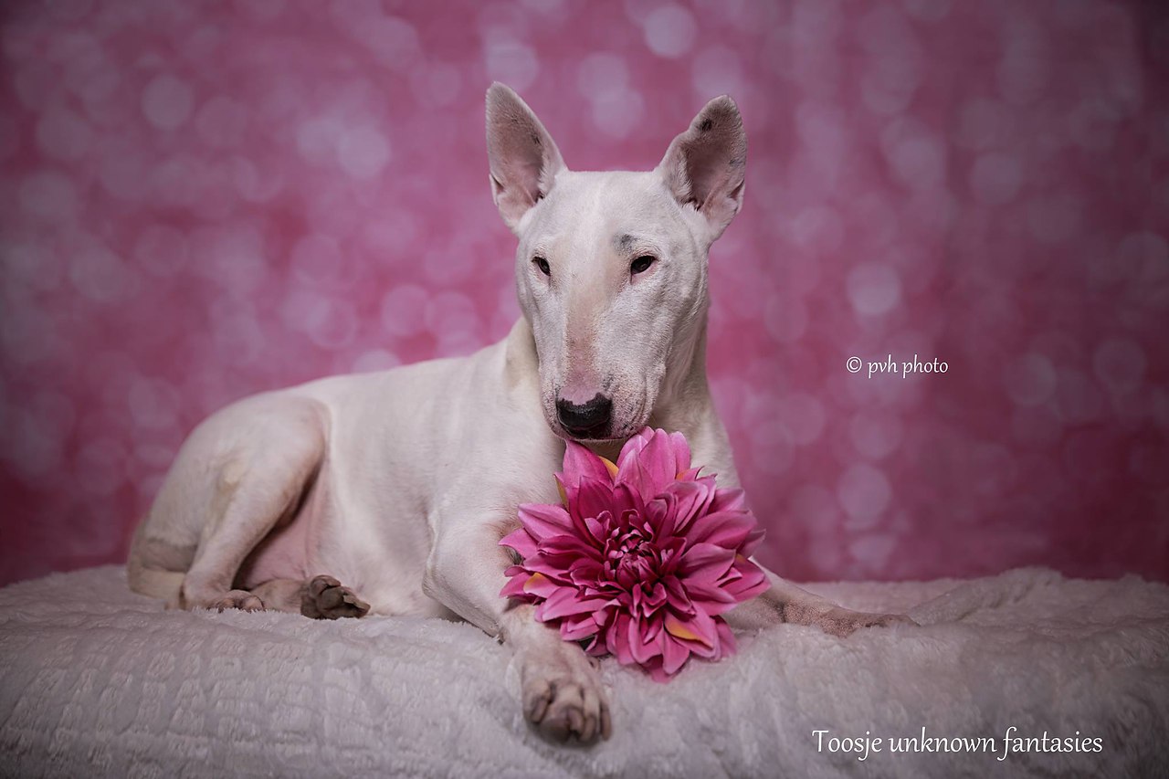 Английский бультерьер. - 2 февраля 2017 в 12:16