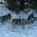 ���� �����, ������� - ��������� 21 ����� 2017 � ������ ������������ �������
