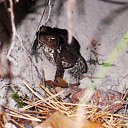 ���� Vadim, ������, 56 ��� - ��������� 1 ����� 2017