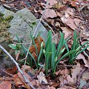  , , 60  -  26  2017   ,21.01.17. &quot;&quot;))