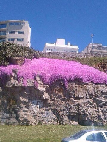    Manto de la Virgen.   ,   ...