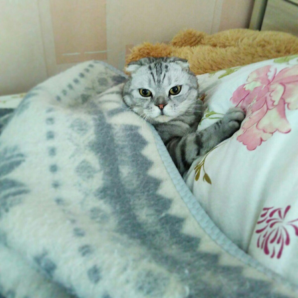    ?  -))