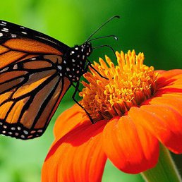 �������, ��������, 49 ���