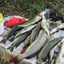 ���� ������, ������������, 68 ��� - ��������� 2 ������� 2016 � ������ ���� ����������