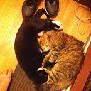 ���� ����������, ������, 60 ��� - ��������� 22 ������� 2016