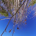 ���� �����, ����������� - ��������� 30 ����� 2017 � ������ ������-����� 6-22����� 2017�