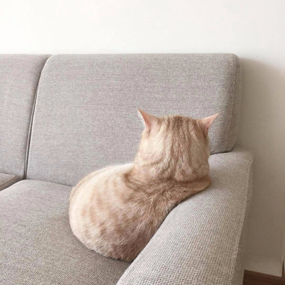 Почему кот писает на диван
