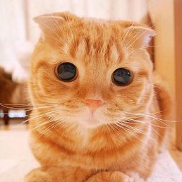 �����, ��������