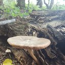  , , 50  -  29  2016    -   