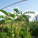 ���� Alvydas, �������, 64 ���� - ��������� 18 �������� 2016 � ������ ������ ��������