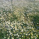 ���� �������, ����� - ��������� 5 ����� 2017 � ������ �������