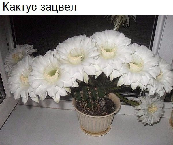  - 1  2017  14:31