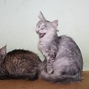 ���� ����, �����, 34 ���� - ��������� 13 ������� 2016 � ������ ������ ��������