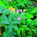 ���� �������, ��������, 47 ��� - ��������� 2 ������� 2016 � ������ ���� ����������