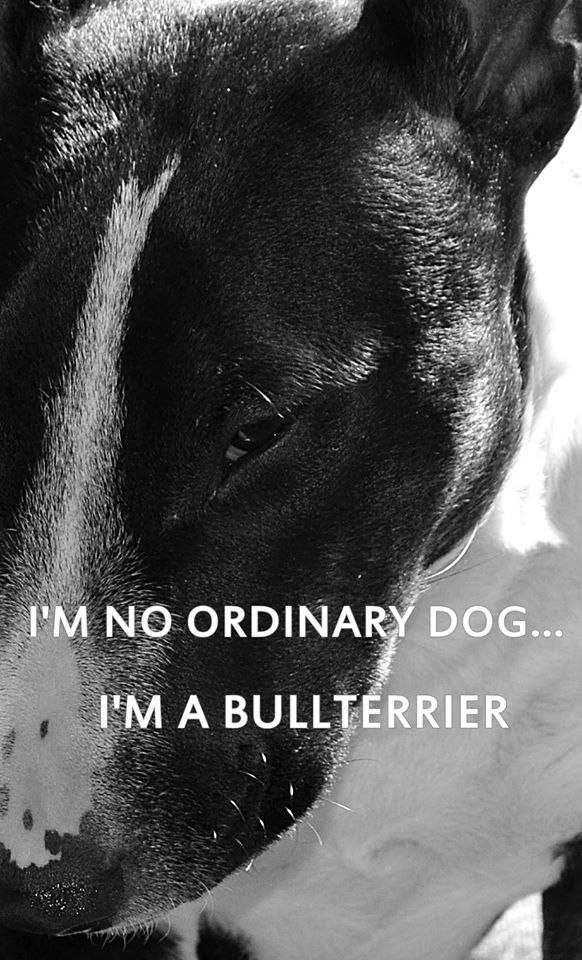 Английский бультерьер. - 2 февраля 2017 в 20:28