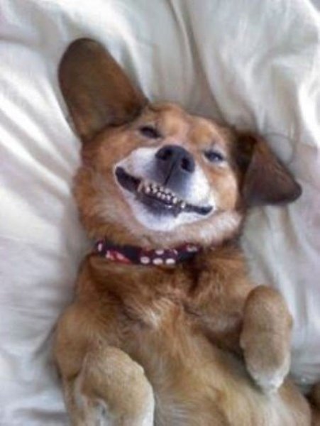 Не грустите! Больше улыбайтесь! Берите пример с этих животных - 8