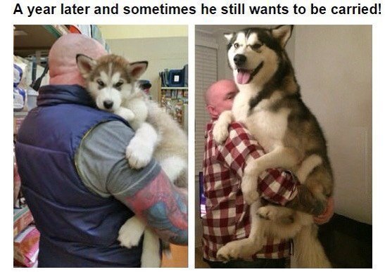 -   ,         