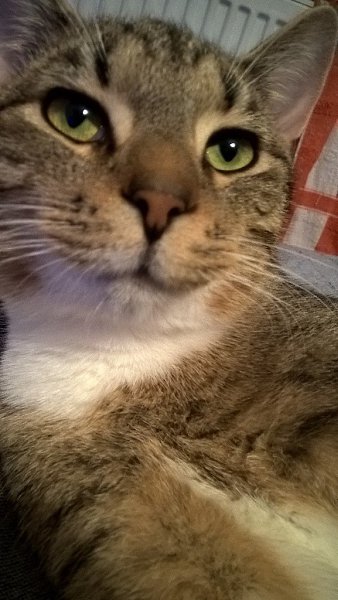 #Безкота_добро.Четыре месяца назад притащил кота с улицы. Бандит, разбойник, сердцеед и ... - 5