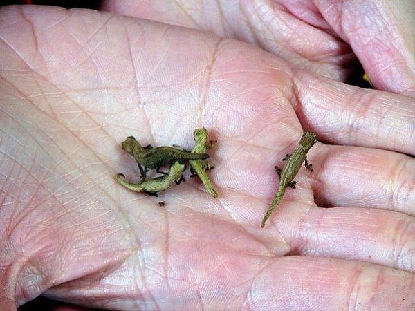 Самый маленький представитель семейства хамелеонов — Малая Брукезия. Малая брукезия вырастает до 4,5 ...