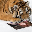 ���� �����, ������, 57 ��� - ��������� 1 ������ 2016 � ������ ���� ����������