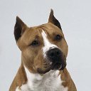  Grisha, , 40  -  29  2017