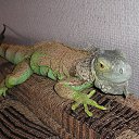 ������ �� ������� ���� ����������