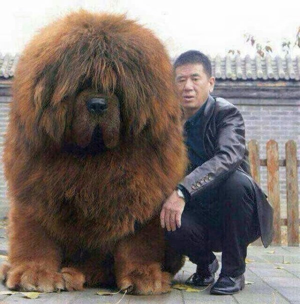 Тибетский мастиф – порода собак