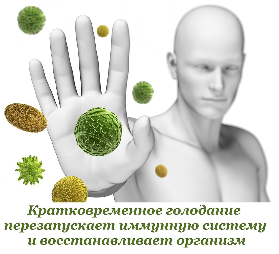 Кратковременное голодание перезапускает иммунную систему и восстанавливает организм. Постоянное ...