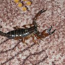 ���� ���������, ����������, 71 ��� - ��������� 2 ������ 2016 � ������ ���� ����������