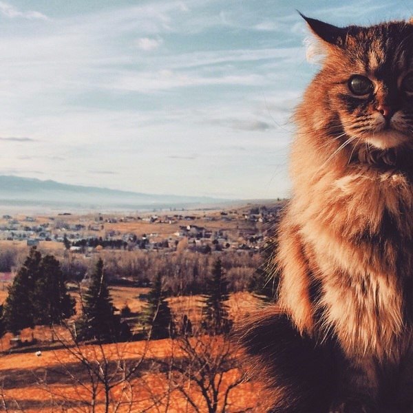     .#animal@travel.blog