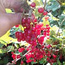 ��������� ������� �� ������� ����� 2016�